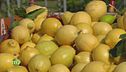 Mondo limoni