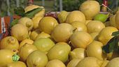 Mondo limoni