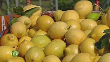 Mondo limoni