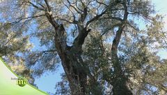 Puntata del 15 novembre