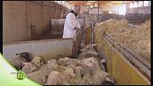 Allevamento di qualità