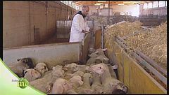 Allevamento di qualità