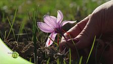 La coltivazione dello zafferano