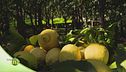 Limoni di Sorrento Igp