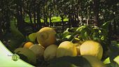 Limoni di Sorrento Igp