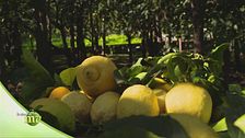 Limoni di Sorrento Igp