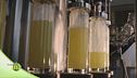 Come nasce il limoncello?