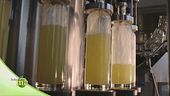 Come nasce il limoncello?