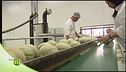 La nascita del melone e il controllo qualità