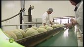 La nascita del melone e il controllo qualità