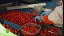 Il pomodoro datterino, lavorazione e coltivazione