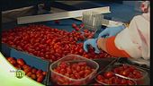 Il pomodoro datterino, lavorazione e coltivazione