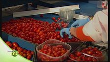Il pomodoro datterino, lavorazione e coltivazione