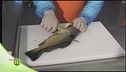 Trote e salmerini a tavola