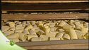 Pasta di semole di grano duro