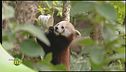 Il panda minore