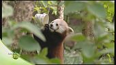 Il panda minore