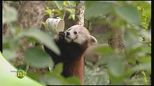 Il panda minore