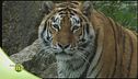 La tigre siberiana