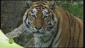 La tigre siberiana
