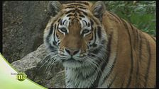 La tigre siberiana