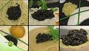 Il caviale in tavola