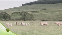 Un modello di allevamento in purezza