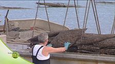 L'ostricoltura nell'isola di Oleron