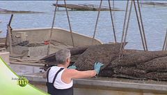 L'ostricoltura nell'isola di Oleron
