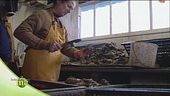 La lavorazione delle ostriche dopo la raccolta