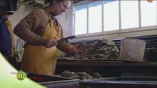La lavorazione delle ostriche dopo la raccolta