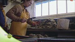 La lavorazione delle ostriche dopo la raccolta