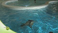 Cure romano-irlandesi