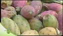 Spinosi ma ricchi di eccezionali proprietà