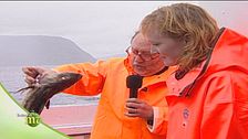 La pesca del merluzzo