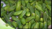 Il pistacchio di Bronte