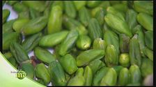 Il pistacchio di Bronte