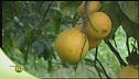 Le proprietà dell'olio essenziale di bergamotto