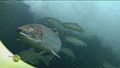 Il salmone di Norvegia