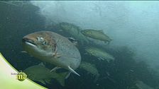 Il salmone di Norvegia
