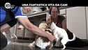 BELLO: Una fantastica vita da cani
