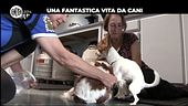 BELLO: Una fantastica vita da cani