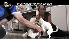 BELLO: Una fantastica vita da cani