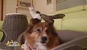 L'adorabile Lucky