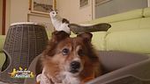 L'adorabile Lucky