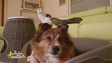 L'adorabile Lucky