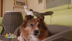 L'adorabile Lucky