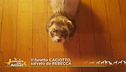 Un furetto per amico