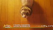 Un furetto per amico