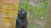 Due gattini in cerca di una casa